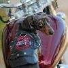 Biker Dawg - Pink