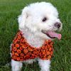 Halloween Jack-O-Lantern Camp Shirt