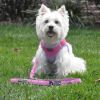 Soft Pull Traffic Dog Leash - Candy Pink