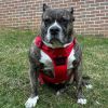 Venture Paw Harness - Crimson -