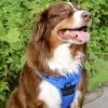Venture Paw Harness - Mountain Lake