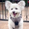 Venture Paw Harness - Sage -