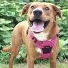 Venture Paw Harness - Wild Raspberry