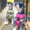 Venture Paw Harness - Wild Raspberry
