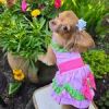Watermelon Dog Dress.